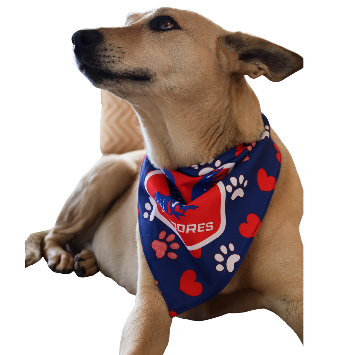 Bandana Perro Los Cóndores